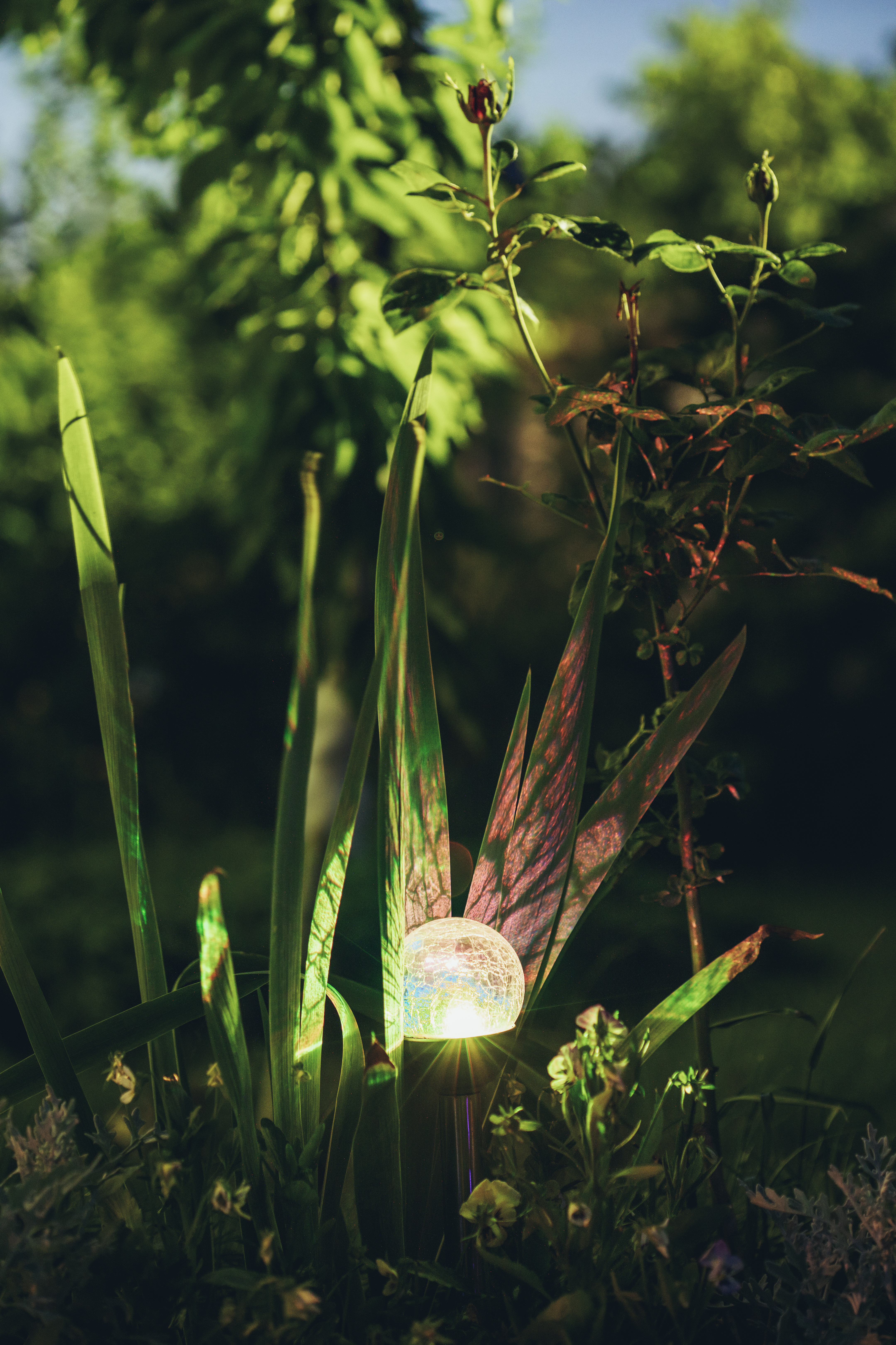 Amazing Small Garden With Yellow Light, Lamp In Flower Bed. Garden Design. Solar Powered Lamp At Summer Night Yard. Ecological Energy Concept. Magic Yellow And Purple Lights. Ecofriendly Energy Light.